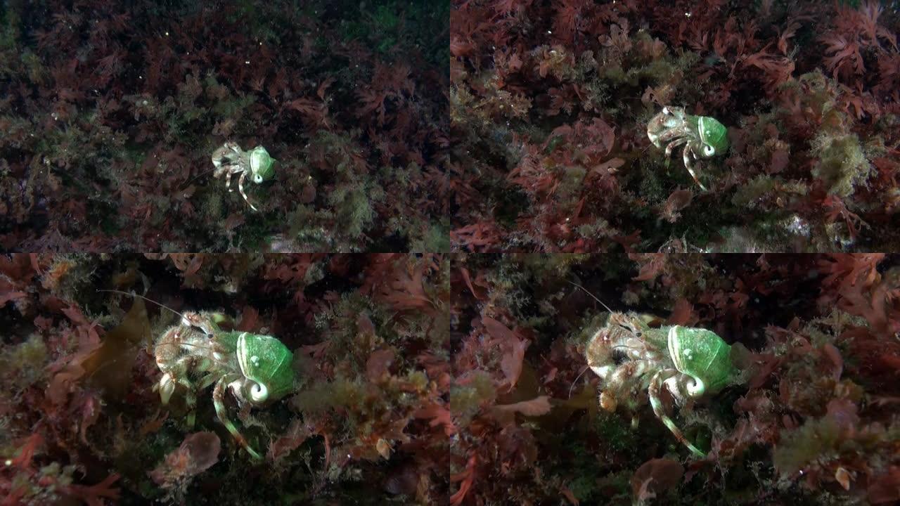 寄居蟹坐在水下海底。