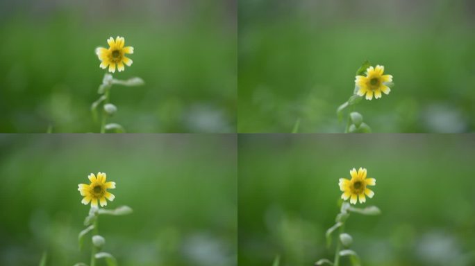 茼蒿花 雏菊