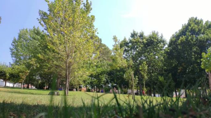 孩子们在风景优美的公园的树木周围玩耍，树叶被风吹动，晴朗晴朗的夏日，全景遮挡镜头。西班牙加利西亚诺沃