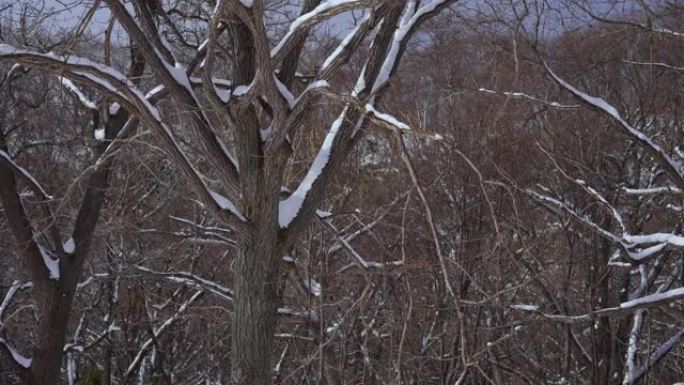 雪林树枝积雪飘雪