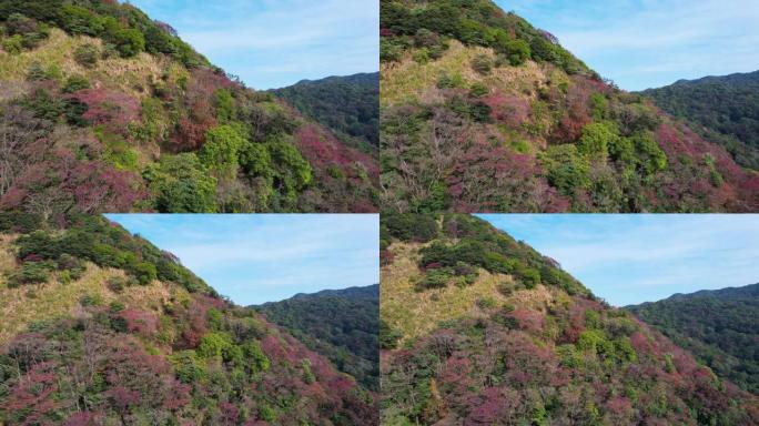 广州石门森林公园红色秋叶的空中缩小视图