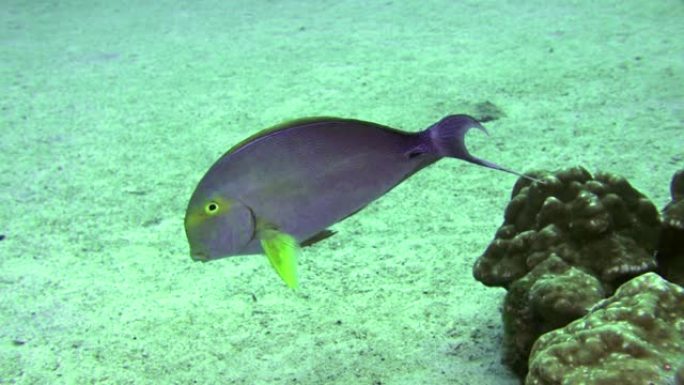 鱼纳索 (Naso lituratus)，在海底也被称为Orangespine独家鱼。