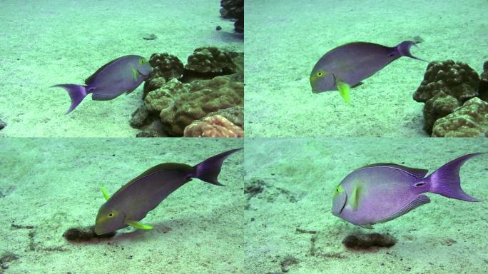 鱼纳索 (Naso lituratus)，在海底也被称为Orangespine独家鱼。