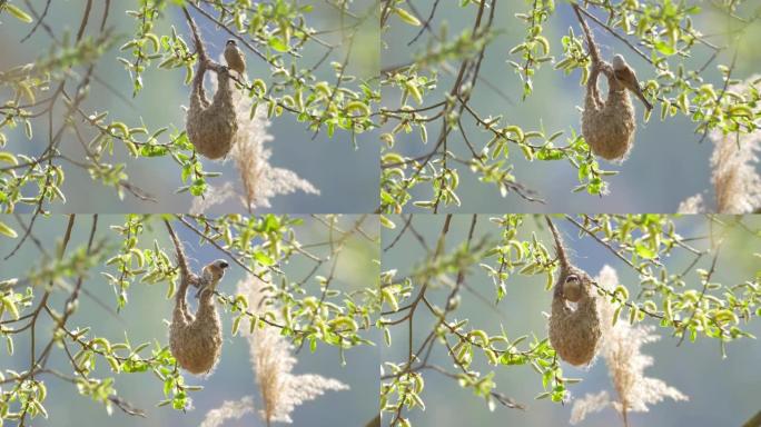 欧亚摆锤山雀走在袋状巢上挂在树枝上