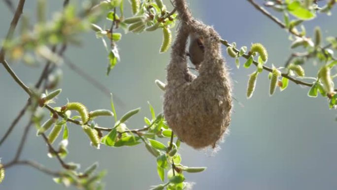 欧亚摆线山雀在树枝上悬挂袋状巢