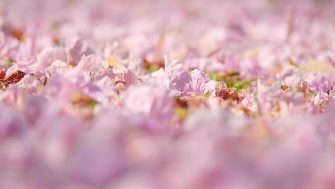 Pink flowers blossom on the floor