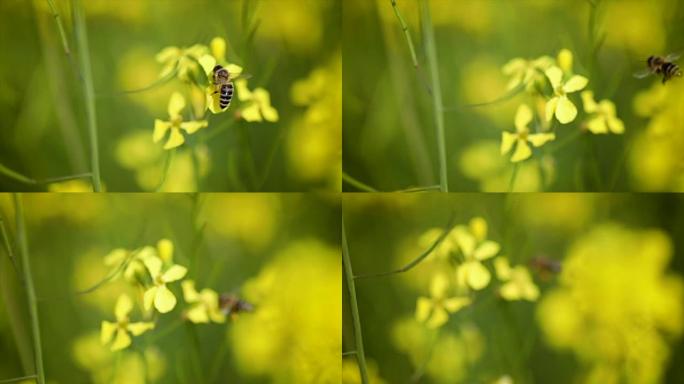 蜜蜂从芥菜菜子花慢动作中收集花蜜。