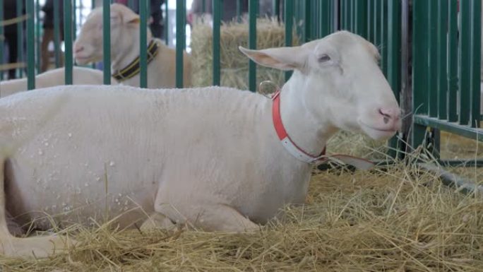 在动物展览，贸易展览会上吃干草的白羊肖像
