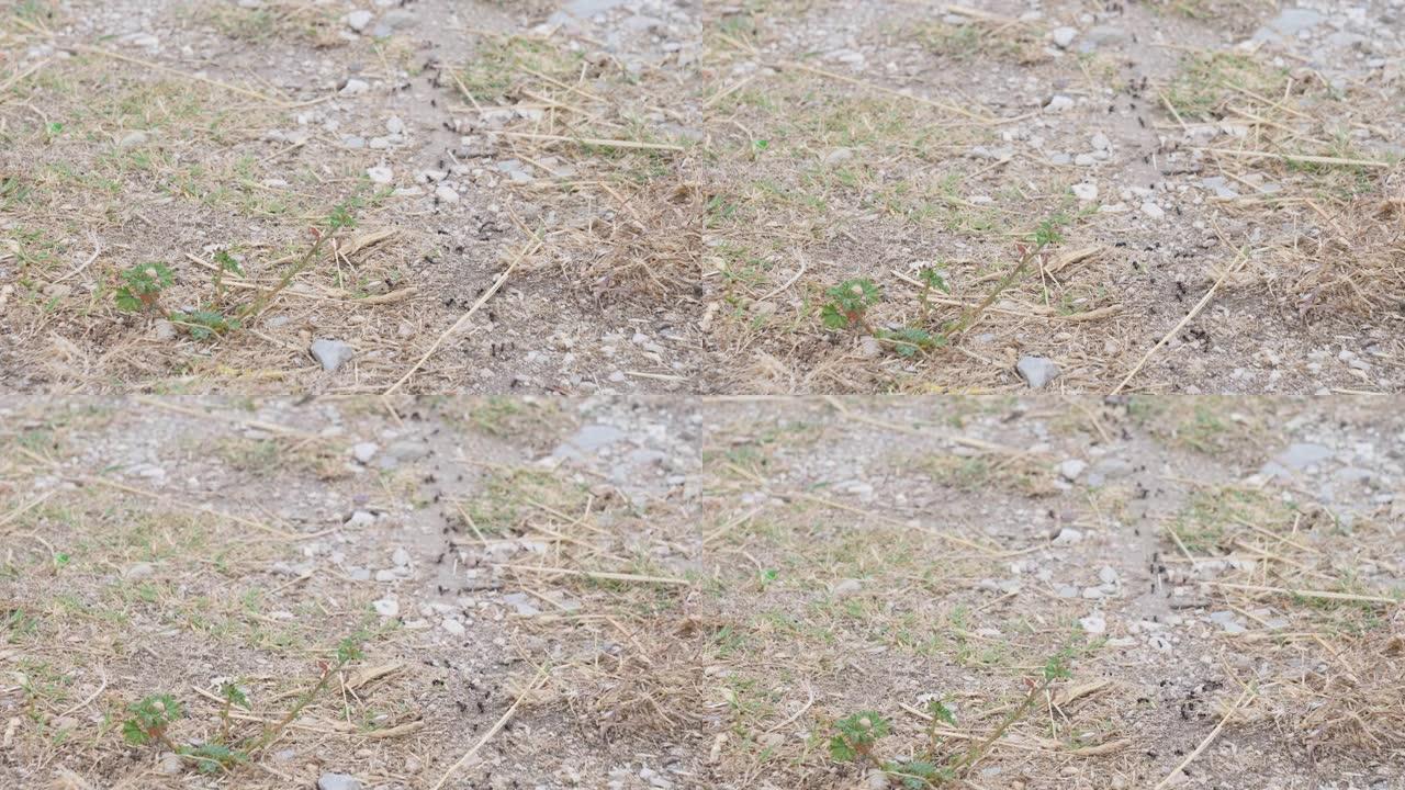 干燥地面上的蚂蚁路径，行进的蚂蚁场景，特写