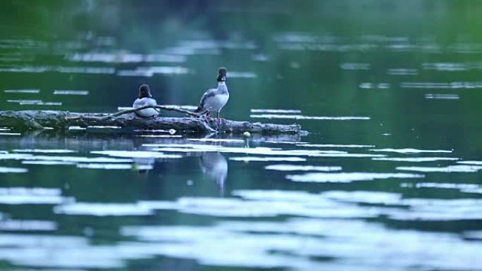 大scaups (Aythya marila) 停在河上倒下的原木上