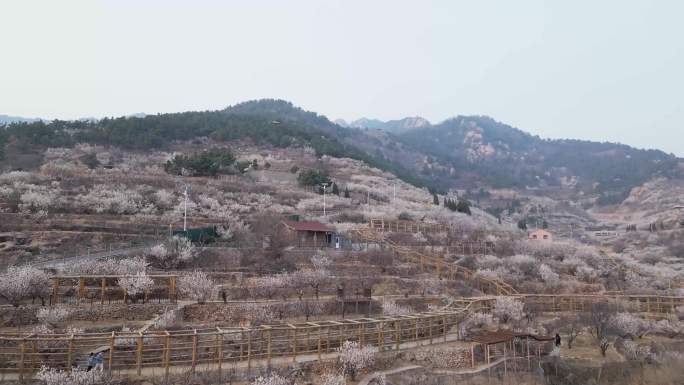 青岛北九水粉色樱花谷