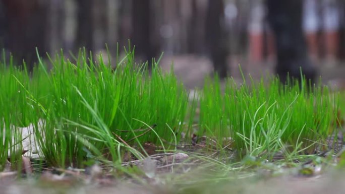 4月森林中的第一片新鲜春草