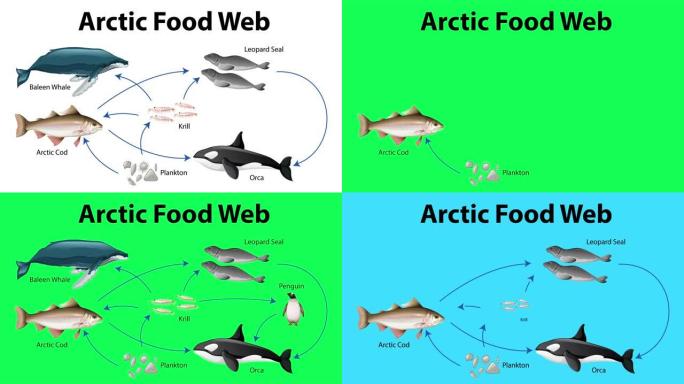 北极食品网络动画