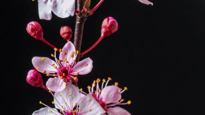 野生梅花缩小盛开并以黑色旋转，格式延时4k视频。核果花开在春天。