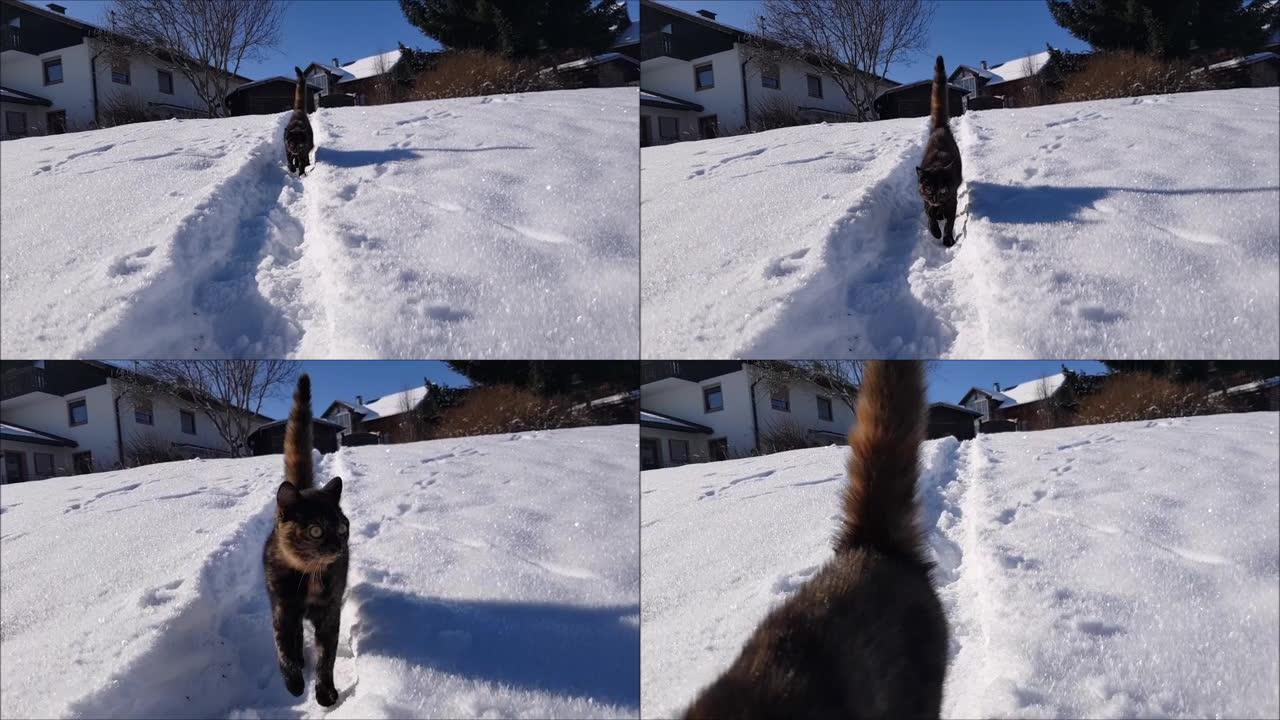 一只年轻的三色猫在雪地里行走的视频