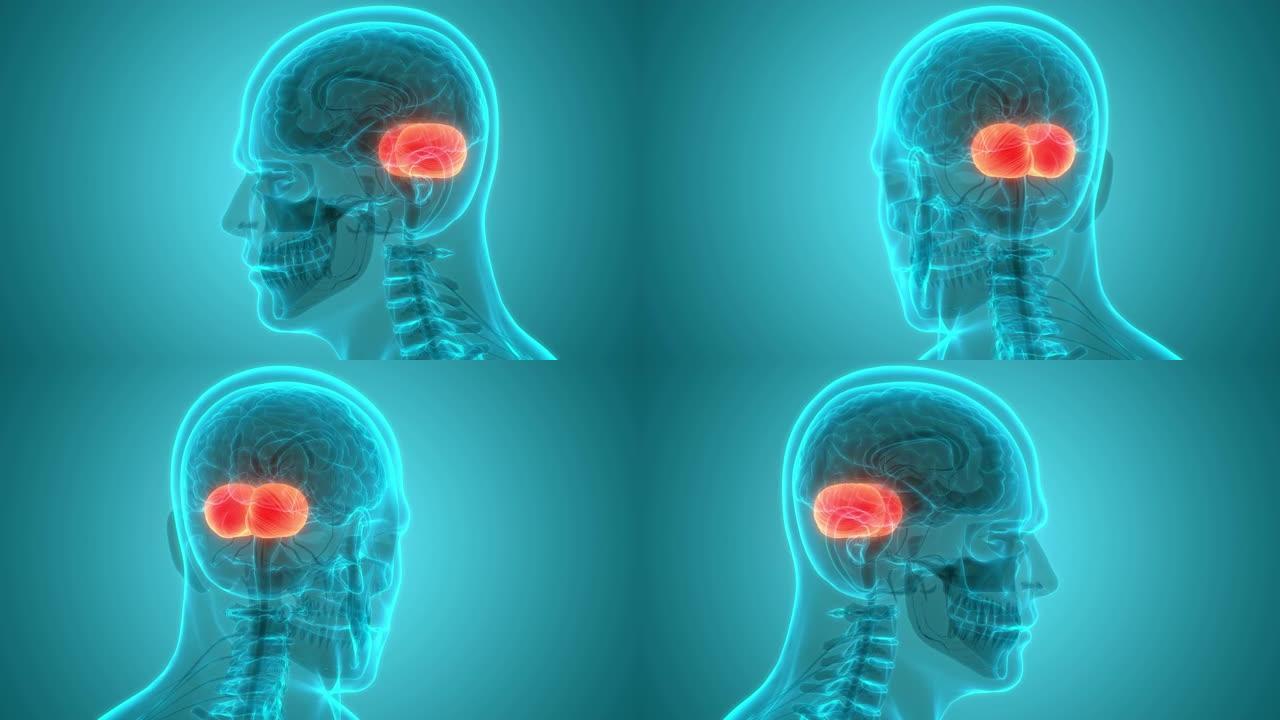 人体神经系统中枢器官脑小脑解剖动画概念
