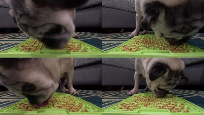 哈巴狗从舔垫上吃东西