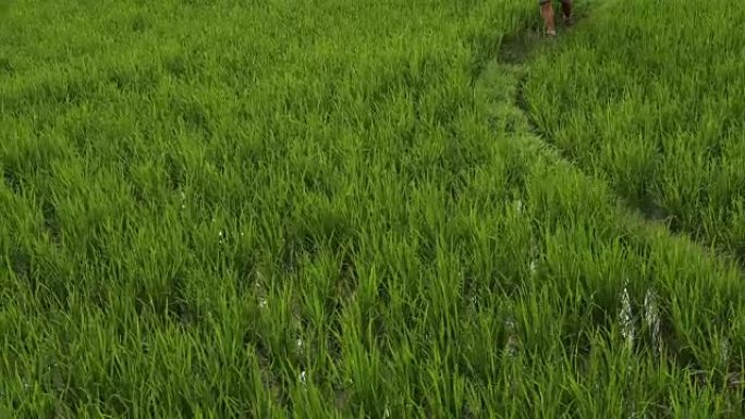 人类在草地护堤上穿越稻田