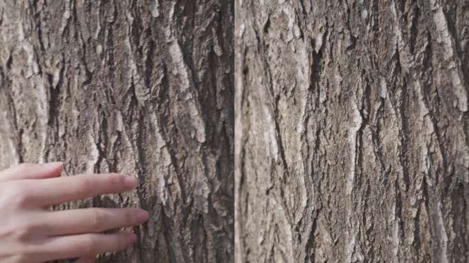女孩手抚摸树皮岩石亲近大自然，竖屏素材