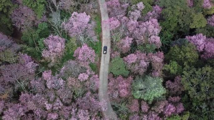 冬季，一辆皮卡在穿越泰国清莱省富智发森林公园喜马拉雅樱花森林的道路上行驶的鸟瞰图。