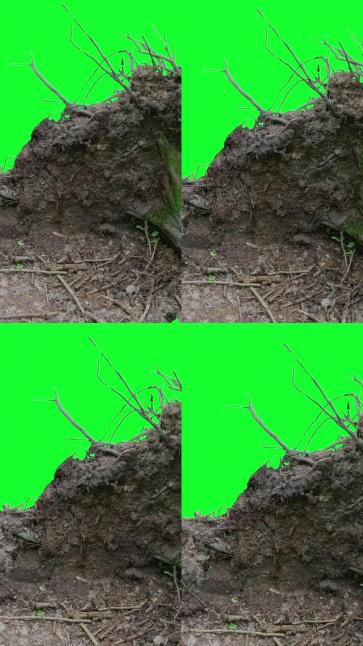 垂直视频-绿屏上倒下的木头的根动画，色键
