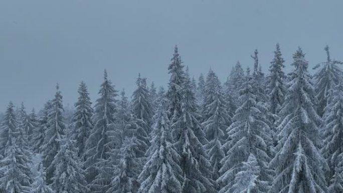 空中俯视无人机拍摄了斯洛伐克塔特拉山脉积雪覆盖的松树和云杉森林。自然与生态概念形象中的美。