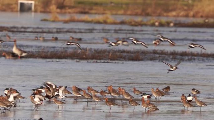 一群黑尾godwit (Limosa limosa) 从冰冻的池塘中飞起