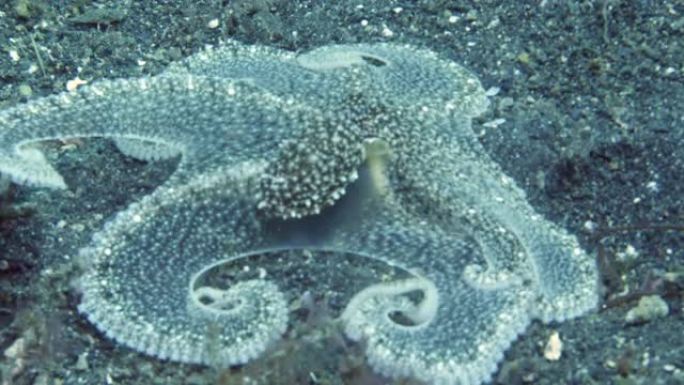 特写章鱼，又称普通章鱼，在图兰本。