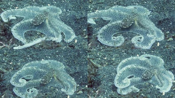 特写章鱼，又称普通章鱼，在图兰本。