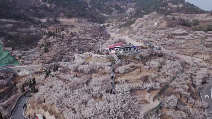 青岛崂山樱花谷春天