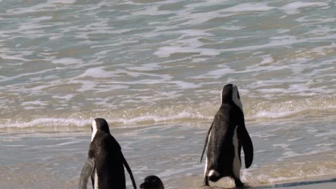 非洲企鹅，或，蠢驴企鹅，或Spheniscus demersus，或海角企鹅，进入海洋获取食物。南非