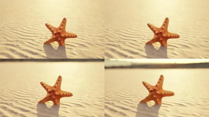 西蒂海滩上的海星