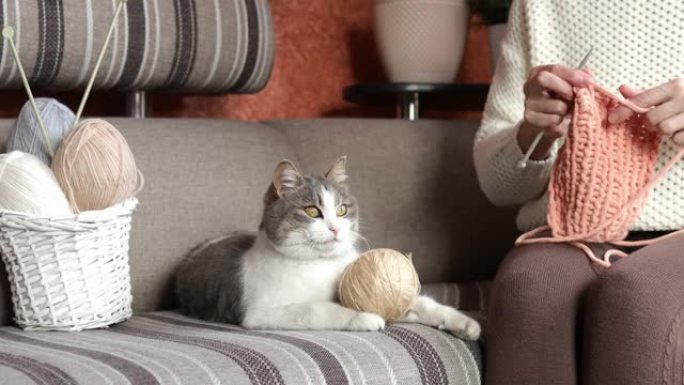 一只家猫坐在用纱线编织衣服的主人旁边