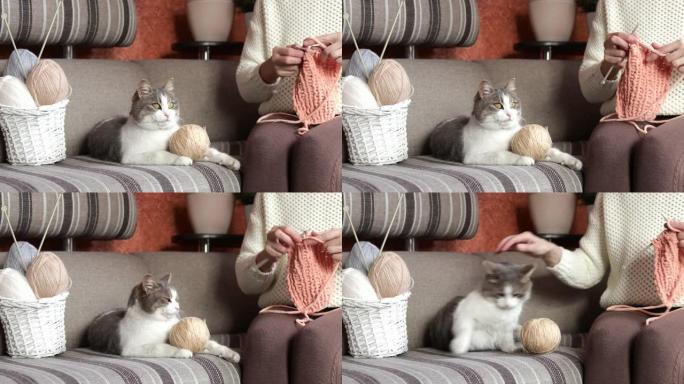 一只家猫坐在用纱线编织衣服的主人旁边