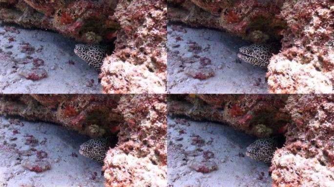 海底珊瑚下的海鳗在马尔代夫的水下捕食特写。