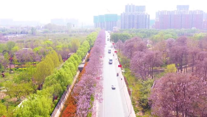 泡桐花开泡桐花