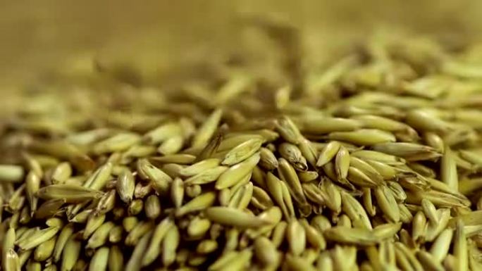 选择落在谷物堆中的干燕麦种子，优质生态产品，农业