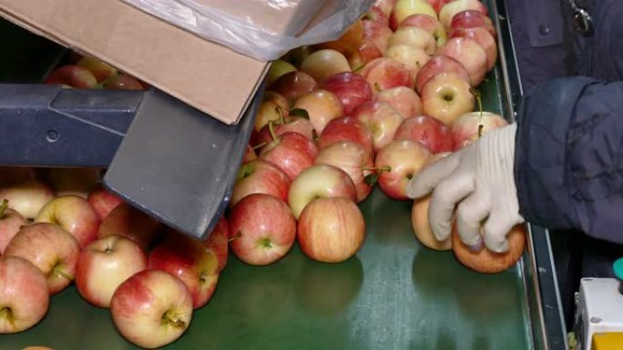 分类收获的成熟苹果