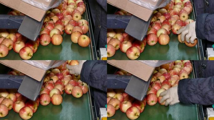 分类收获的成熟苹果