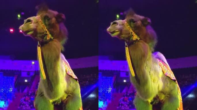 骆驼跪在马戏团舞台上，动物和训练员一起参加表演。