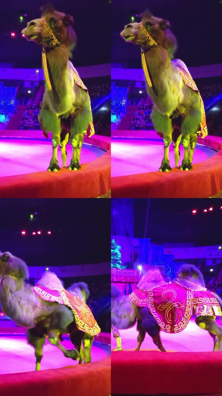 骆驼跪在马戏团舞台上，动物和训练员一起参加表演。