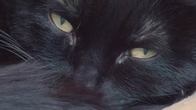 一只黑色家猫的眼睛。他小心翼翼地盯着镜头，懒洋洋地控制着她的周围。