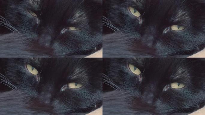 一只黑色家猫的眼睛。他小心翼翼地盯着镜头，懒洋洋地控制着她的周围。