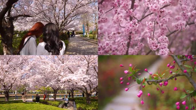 樱花盛开，三里河公园