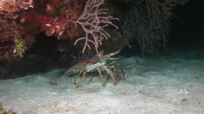 海底珊瑚下的多刺龙虾。