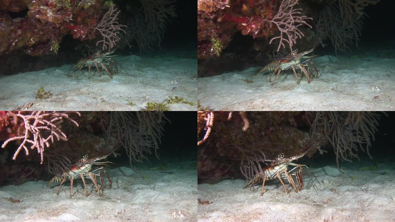 海底珊瑚下的多刺龙虾。