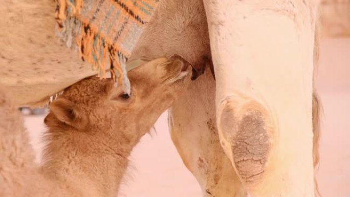 骆驼幼崽从其母亲的乳房中吸奶