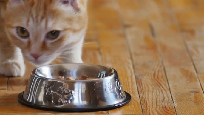 一只白色爪子的美丽姜猫的肖像在猫的不锈钢碗中嗅着食物，但离开饭后没有进食。木地板上的红猫。宠物的食物