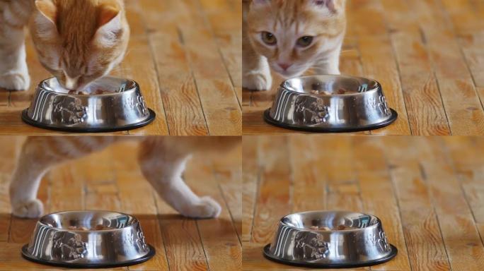一只白色爪子的美丽姜猫的肖像在猫的不锈钢碗中嗅着食物，但离开饭后没有进食。木地板上的红猫。宠物的食物
