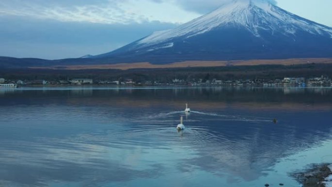山中湖和富士山的天鹅